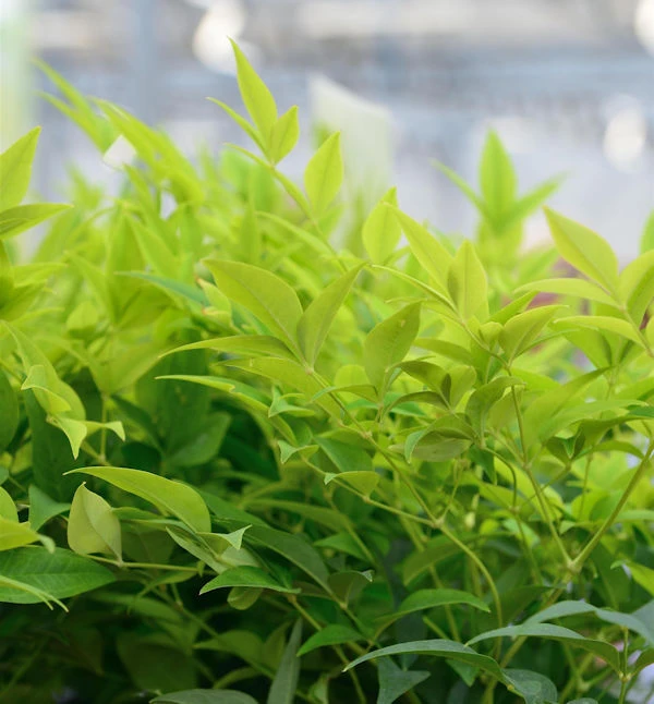 Himmelsbambus Lemon Lime® 30-40cm - Nandina Domestica 3 Himmelsbambus Lemon Lime® 30-40cm - Nandina Domestica