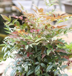 Himmelsbambus Obsessed 25-30cm - Nandina Domestica