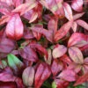 Himmelsbambus Flirt® 20-30cm - Nandina Domestica