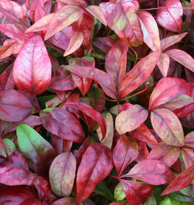 Himmelsbambus Flirt® 20-30cm - Nandina Domestica 3 Himmelsbambus Flirt® 20-30cm - Nandina Domestica