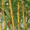 Goldener Peking Bambus 100-125cm - Phyllostachys Aureocaulis 1 Goldener Peking Bambus 100-125cm - Phyllostachys Aureocaulis -Tom 's Orchard Phyllostachys aureocaulis