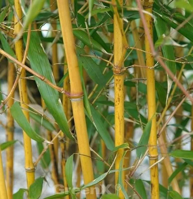 Goldener Peking Bambus 100-125cm - Phyllostachys Aureocaulis 3 Goldener Peking Bambus 100-125cm - Phyllostachys Aureocaulis