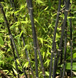 Schwarzrohrbambus 100-125cm - Phyllostachys Nigra