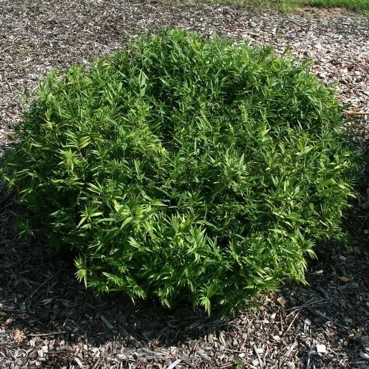 Zwerg Buschbambus Distichus - Pleioblastus 3 Zwerg Buschbambus Distichus - Pleioblastus