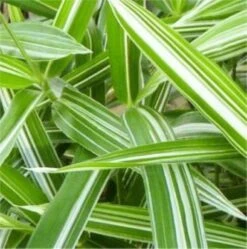 Zweifarbiger Zwergbambus - Pleioblastus Variegatus