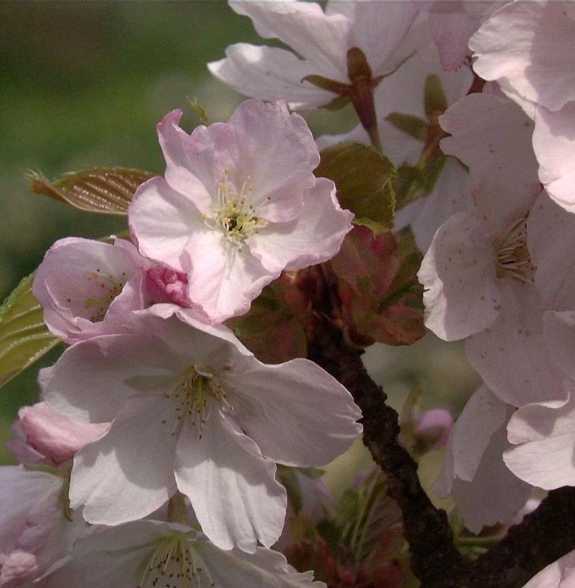 Zwerg Zierkirsche Saki 50-60 Cm - Prunus 3 Zwerg Zierkirsche Saki 50-60 Cm - Prunus