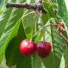 Süßkirsche Büttners Rote Knorpel 60-80cm - Hellrote Süße Früchte 2 Süßkirsche Büttners Rote Knorpel 60-80cm - Hellrote Süße Früchte -Tom 's Orchard Prunus avium Bttners RoteKnorpel