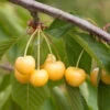 Süßkirsche Dönissens Gelbe Knorpel 60-80cm - Gelbe Süße Früchte -Tom 's Orchard Prunus avium Dnissens GelbeKnorpel