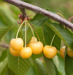 Süßkirsche Dönissens Gelbe Knorpel 60-80cm - Gelbe Süße Früchte