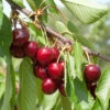 Süßkirsche Hedefinger Riesen 60-80cm - Hellrote Süße Früchte 1 Süßkirsche Hedefinger Riesen 60-80cm - Hellrote Süße Früchte -Tom 's Orchard Prunus avium HedefingerRiesen