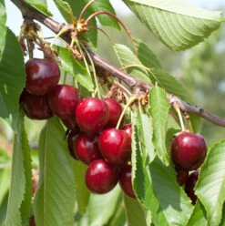 Süßkirsche Hedefinger Riesen 60-80cm - Hellrote Süße Früchte