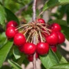 Süßkirsche Burlat 60-80cm - Dunkelrote Süße Früchte -Tom 's Orchard Prunus aviumBurlat