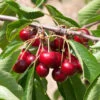 Süßkirsche Korida 60-80cm - Dunkelrote Süße Früchte 1 Süßkirsche Korida 60-80cm - Dunkelrote Süße Früchte -Tom 's Orchard Prunus aviumKorida