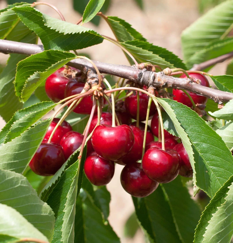 Süßkirsche Korida 60-80cm - Dunkelrote Süße Früchte 3 Süßkirsche Korida 60-80cm - Dunkelrote Süße Früchte