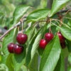 Süßkirsche Regina 60-80cm - Dunkelrote Süße Früchte 2 Süßkirsche Regina 60-80cm - Dunkelrote Süße Früchte -Tom 's Orchard Prunus aviumRegina