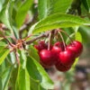 Selbstfruchtende Süßkirsche Stella 60-80cm - Rote Süße Früchte 1 Selbstfruchtende Süßkirsche Stella 60-80cm - Rote Süße Früchte -Tom 's Orchard Prunus aviumStella