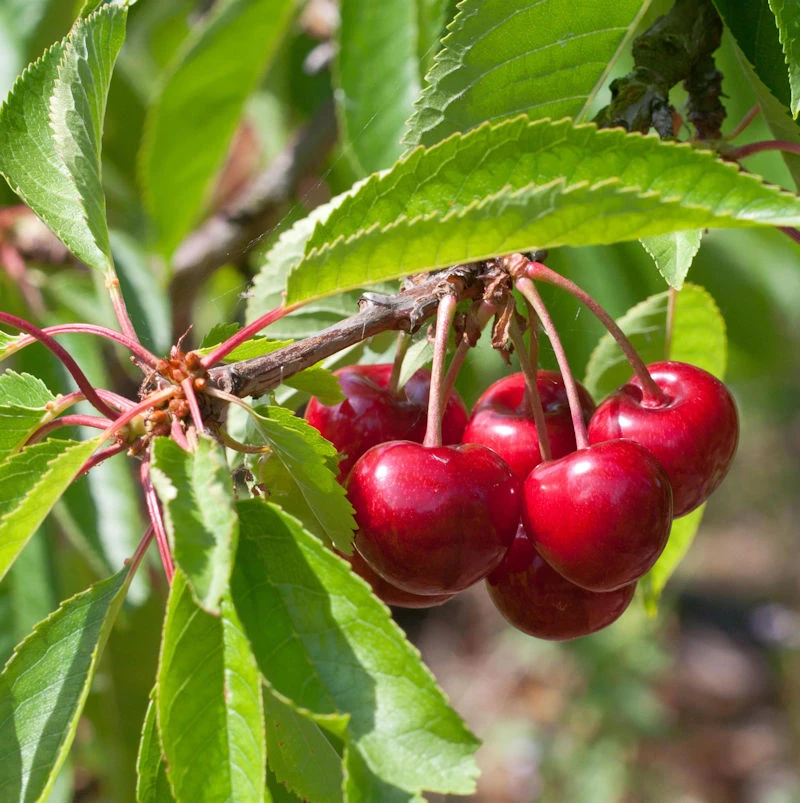 Selbstfruchtende Süßkirsche Stella 60-80cm - Rote Süße Früchte 3 Selbstfruchtende Süßkirsche Stella 60-80cm - Rote Süße Früchte