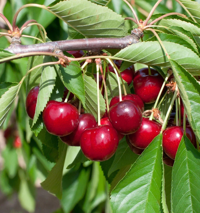 Selbstfruchtende Süßkirsche Sunburst 60-80cm - Dunkelrote Süße Früchte 3 Selbstfruchtende Süßkirsche Sunburst 60-80cm - Dunkelrote Süße Früchte