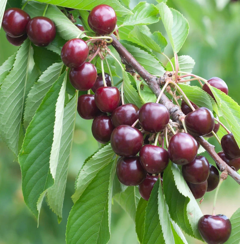 Säulen Süßkirsche Sylvia 60-80cm - Sehr Süß Und Aromatisch 3 Säulen Süßkirsche Sylvia 60-80cm - Sehr Süß Und Aromatisch