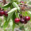 Süßkirsche Valeska 60-80cm - Dunkelrote Süße Früchte 2 Süßkirsche Valeska 60-80cm - Dunkelrote Süße Früchte -Tom 's Orchard Prunus aviumValeska