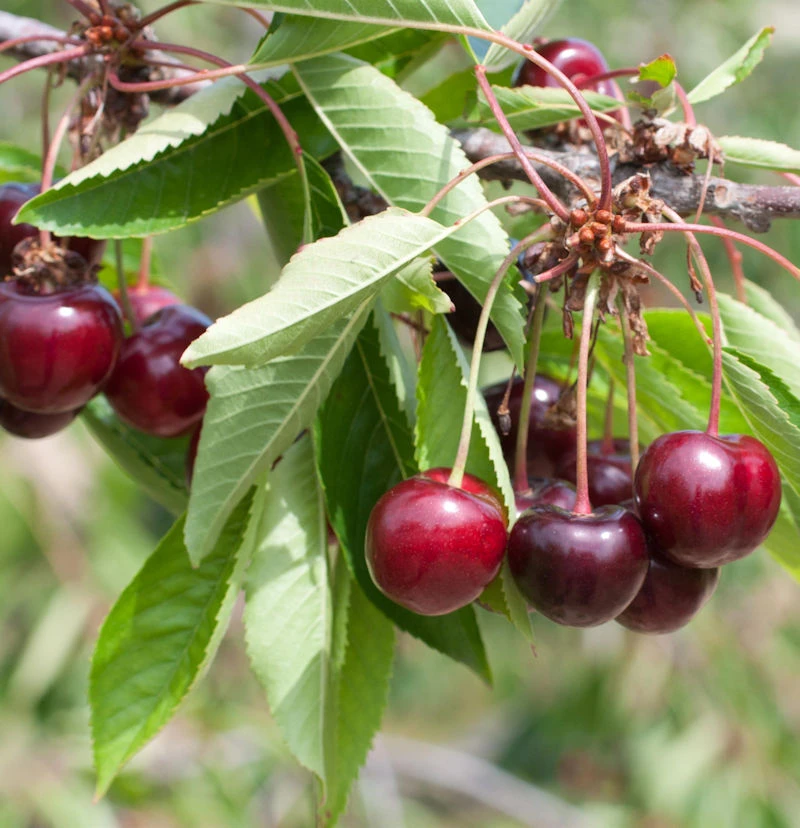 Süßkirsche Valeska 60-80cm - Dunkelrote Süße Früchte 3 Süßkirsche Valeska 60-80cm - Dunkelrote Süße Früchte