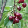 Sauerkirsche Beutelspacher Rexelle 60-80cm - Hellrote Saure Früchte 2 Sauerkirsche Beutelspacher Rexelle 60-80cm - Hellrote Saure Früchte -Tom 's Orchard Prunus cerasus BeutelspacherRexelle