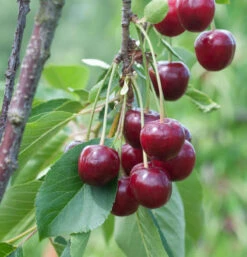 Sauerkirsche Beutelspacher Rexelle 60-80cm - Hellrote Saure Früchte