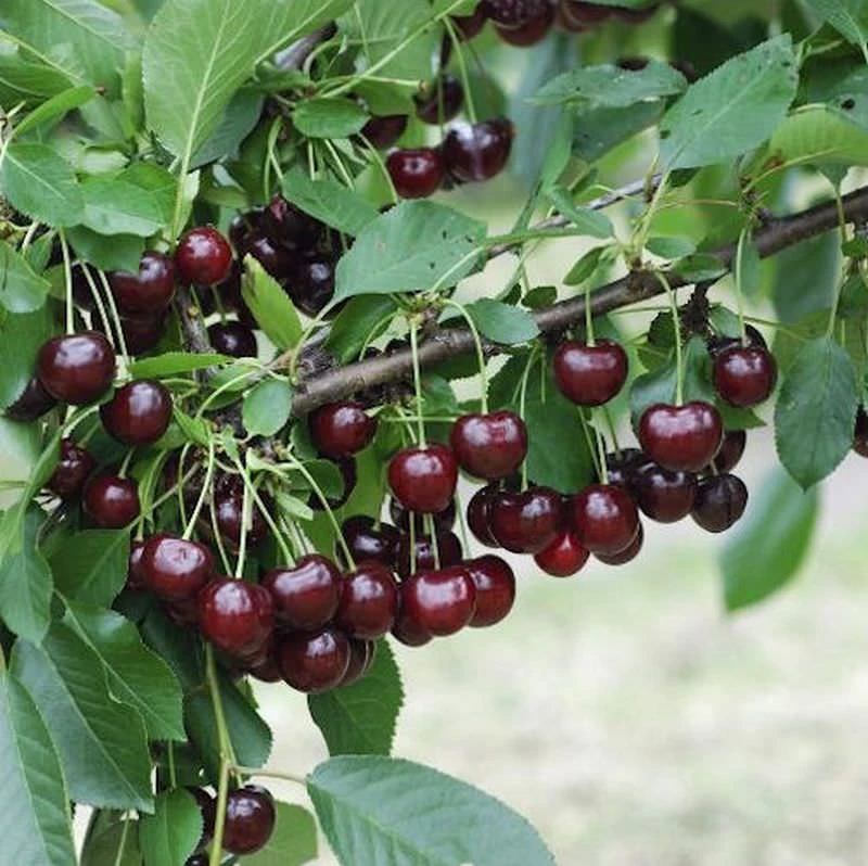 Sauerkirsche Heimanns Rubinweichsel 60-80cm - Dunkelrote Saure Früchte 3 Sauerkirsche Heimanns Rubinweichsel 60-80cm - Dunkelrote Saure Früchte