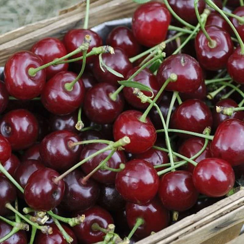 Sauerkirsche Pandy 60-80cm - Dunkelrote Saure Früchte 3 Sauerkirsche Pandy 60-80cm - Dunkelrote Saure Früchte