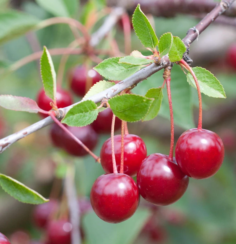 Sauerkirsche Karneol 60-80cm - Rote Saure Früchte 3 Sauerkirsche Karneol 60-80cm - Rote Saure Früchte
