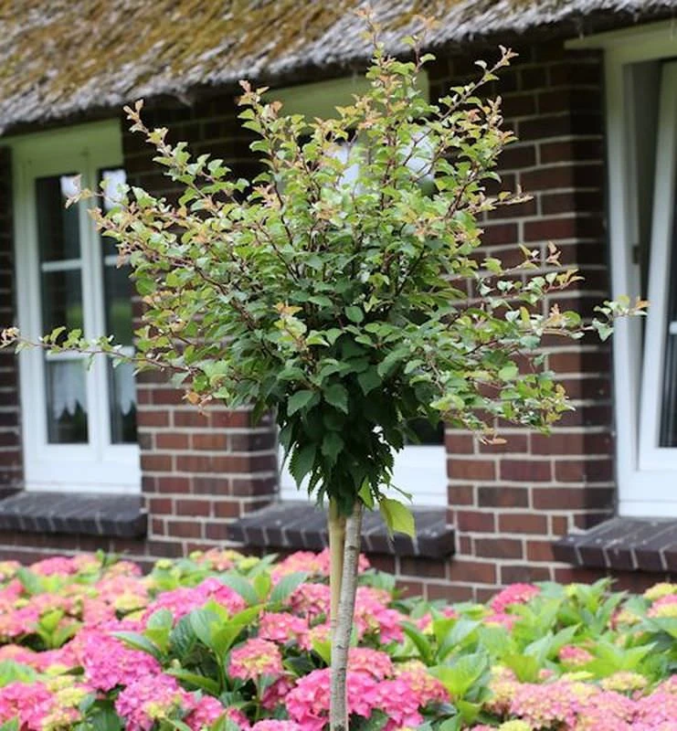Hochstamm Geschlitzte Zierkirsche Kojou No Mai 80-100cm - Prunus Incisa 3 Hochstamm Geschlitzte Zierkirsche Kojou No Mai 80-100cm - Prunus Incisa