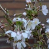 Geschlitzte Zierkirsche Kojou No Mai 30-40cm - Prunus Incisa 2 Geschlitzte Zierkirsche Kojou No Mai 30-40cm - Prunus Incisa -Tom 's Orchard Prunus incisa Kojounomai 1