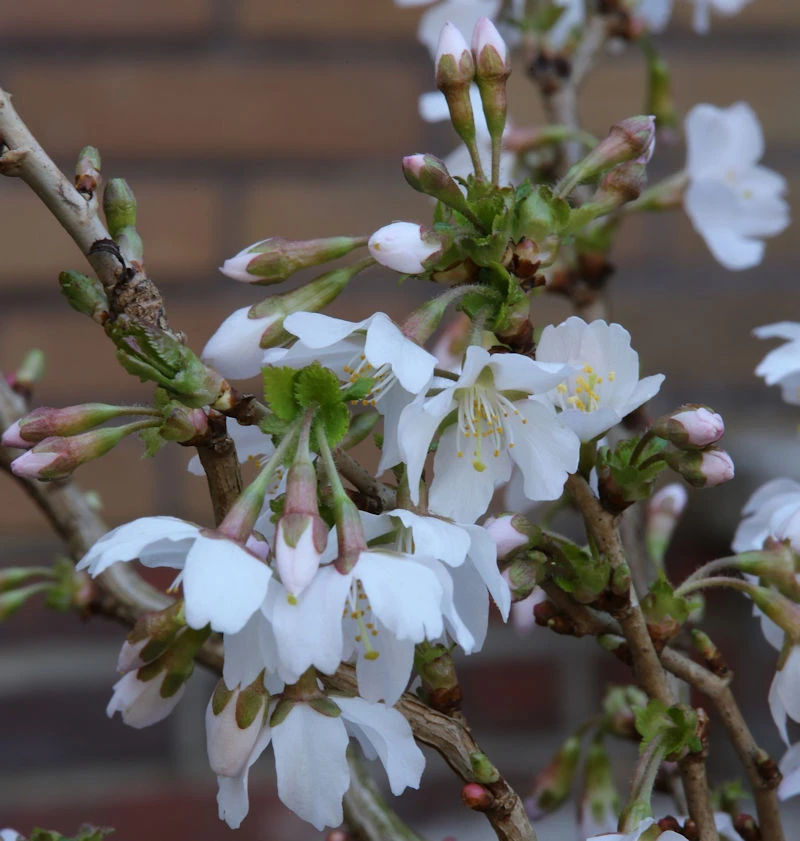 Geschlitzte Zierkirsche Kojou No Mai 60-80cm - Prunus Incisa 3 Geschlitzte Zierkirsche Kojou No Mai 60-80cm - Prunus Incisa
