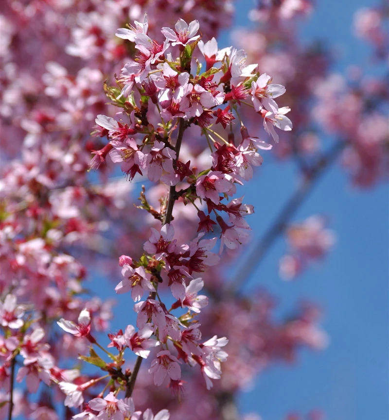 Geschlitzte Zierkirsche Paean 40-60cm - Prunus Incisa 3 Geschlitzte Zierkirsche Paean 40-60cm - Prunus Incisa
