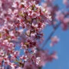 Geschlitzte Zierkirsche Paean 60-80cm - Prunus Incisa 1 Geschlitzte Zierkirsche Paean 60-80cm - Prunus Incisa -Tom 's Orchard Prunus incisa Paean