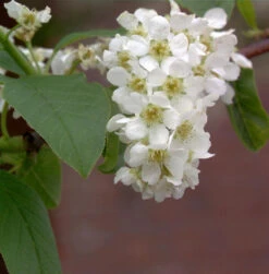 Traubenkirsche 60-80cm - Prunus Padus