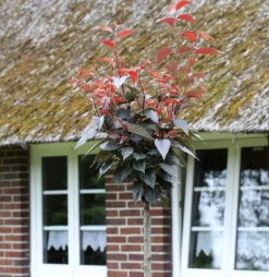 Hochstamm Blut Nelkenkirsche 100-125cm - Prunus Serrulata