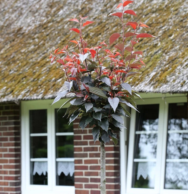 Hochstamm Blut Nelkenkirsche 100-125cm - Prunus Serrulata 3 Hochstamm Blut Nelkenkirsche 100-125cm - Prunus Serrulata