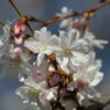 Schneekirsche Winterkirsche 125-150cm - Prunus Subhirtella -Tom 's Orchard Prunus subhirtella Autumnalis 1