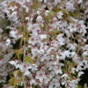 Frühlingshängekirsche 100-125cm - Prunus Subhirtella 2 Frühlingshängekirsche 100-125cm - Prunus Subhirtella -Tom 's Orchard Prunus subhirtella Pendula 1
