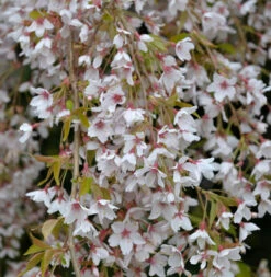Frühlingshängekirsche 80-100cm - Prunus Subhirtella