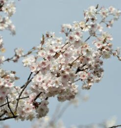 Higan Kirsche Plena 100-125cm - Prunus Subhirtella