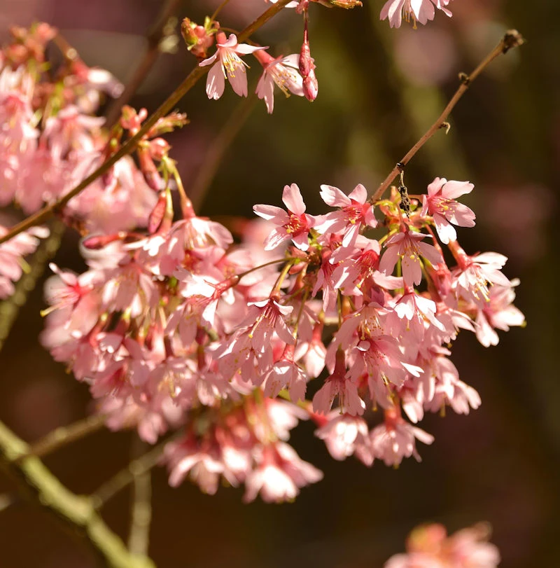Hochstamm Higan Kirsche 100-125cm - Prunus Subhirtella 3 Hochstamm Higan Kirsche 100-125cm - Prunus Subhirtella