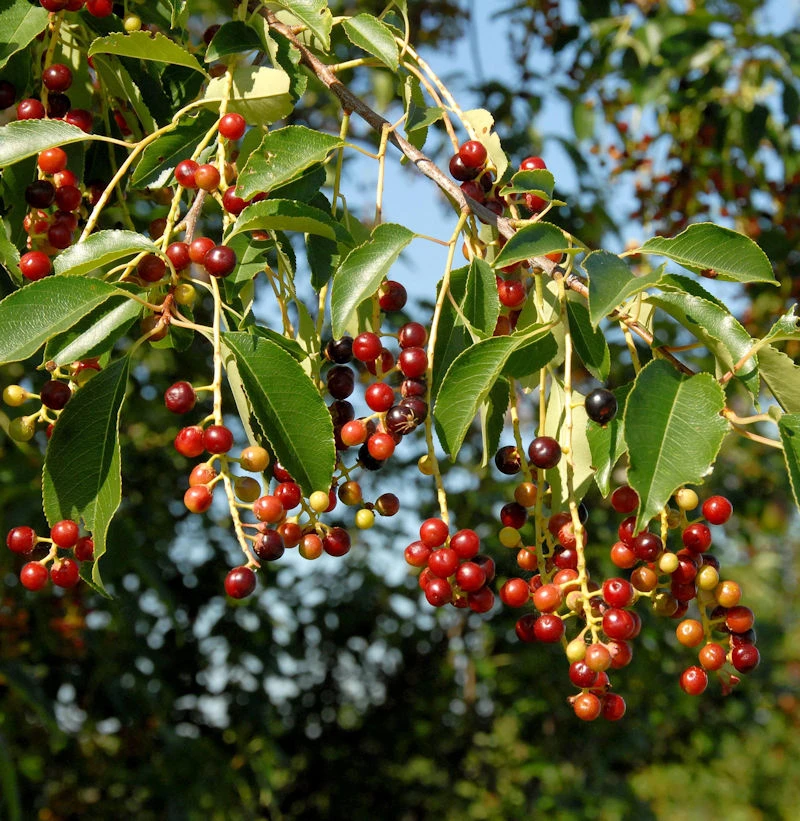 Späte Traubenkirsche 125-150cm - Prunus Serotina 3 Späte Traubenkirsche 125-150cm - Prunus Serotina