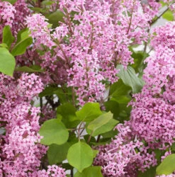 Hochstamm Zwergflieder Flowerfesta®Pink 100-125cm - Syringa Vulgaris