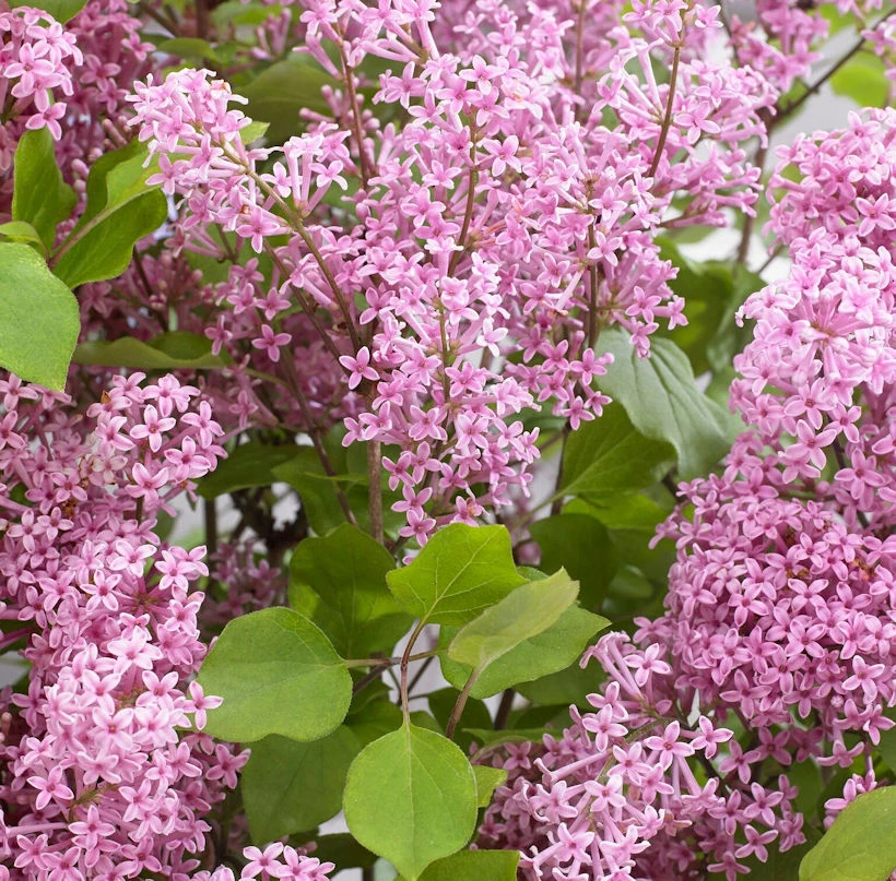 Hochstamm Zwergflieder Flowerfesta® Purpur 60-80cm - Syringa 3 Hochstamm Zwergflieder Flowerfesta® Purpur 60-80cm - Syringa