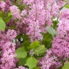 Zwergflieder Flowerfesta® Purpur 30-40cm - Syringa 1 Zwergflieder Flowerfesta® Purpur 30-40cm - Syringa -Tom 's Orchard Syringa Flowerfesta Purpu 3