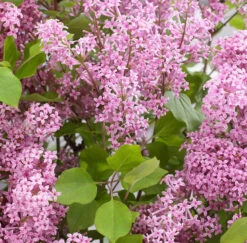 Zwergflieder Flowerfesta® Purpur 60-80cm - Syringa