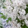 Hochstamm Zwergflieder Flowerfesta®White 80-100cm - Syringa 1 Hochstamm Zwergflieder Flowerfesta®White 80-100cm - Syringa -Tom 's Orchard Syringa Flowerfesta White