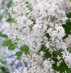 Hochstamm Zwergflieder Flowerfesta®White 80-100cm - Syringa